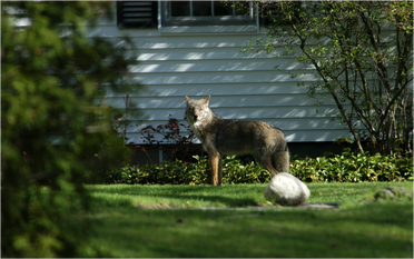 Spring 2014: Living with Coyotes: The most misunderstood and remarkable animal in North America
