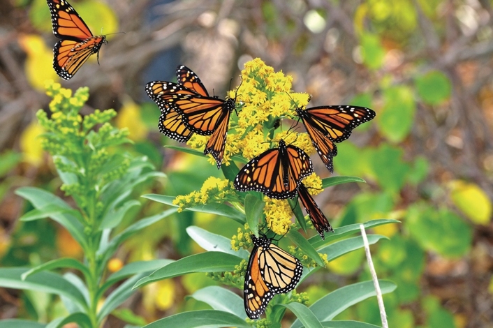 Spring 2018: Monarch Butterflies – Beauty on the Wing