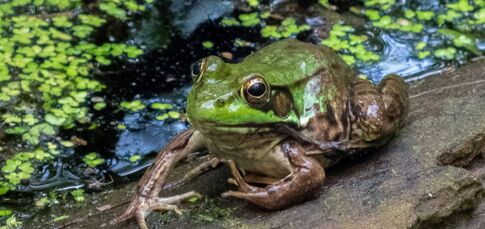 Fairies, Frogs, and Damsels! - Spring & Summer Wildlife of Vernal Pools: Part 2