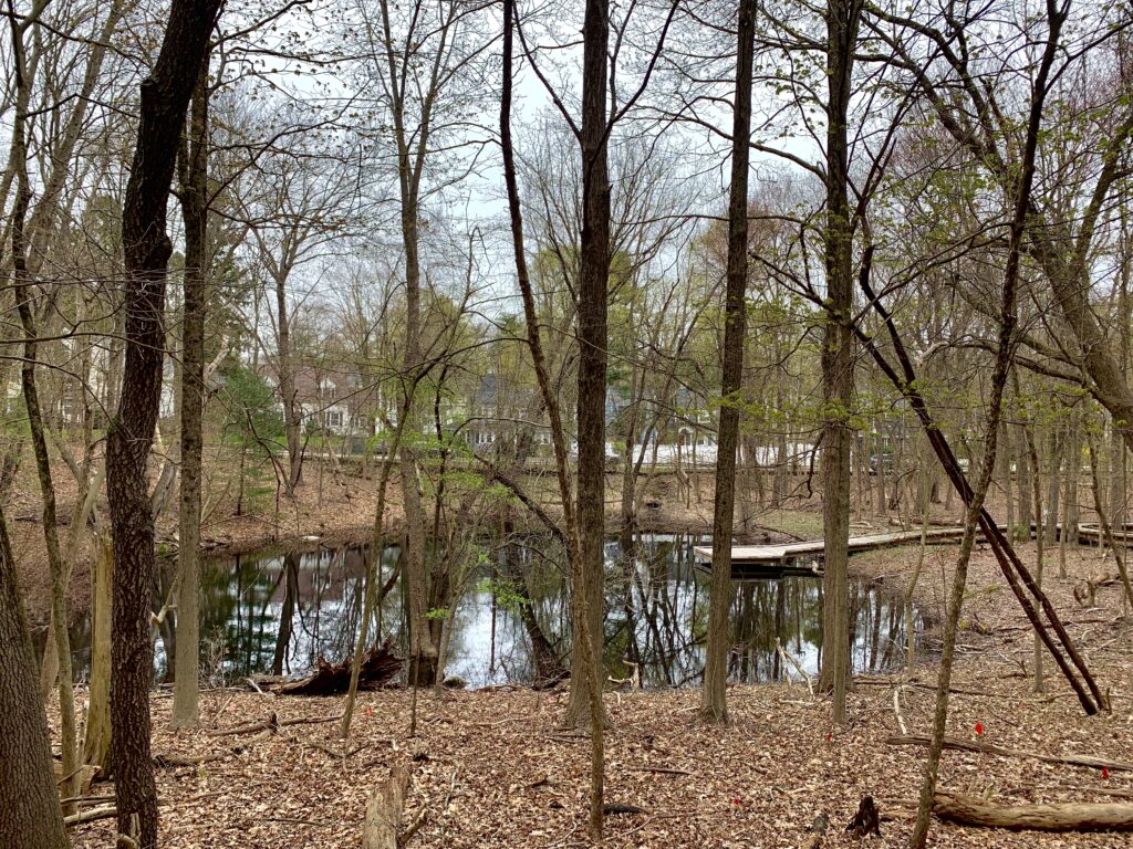 Vernal Pool, North 40, Wellesley