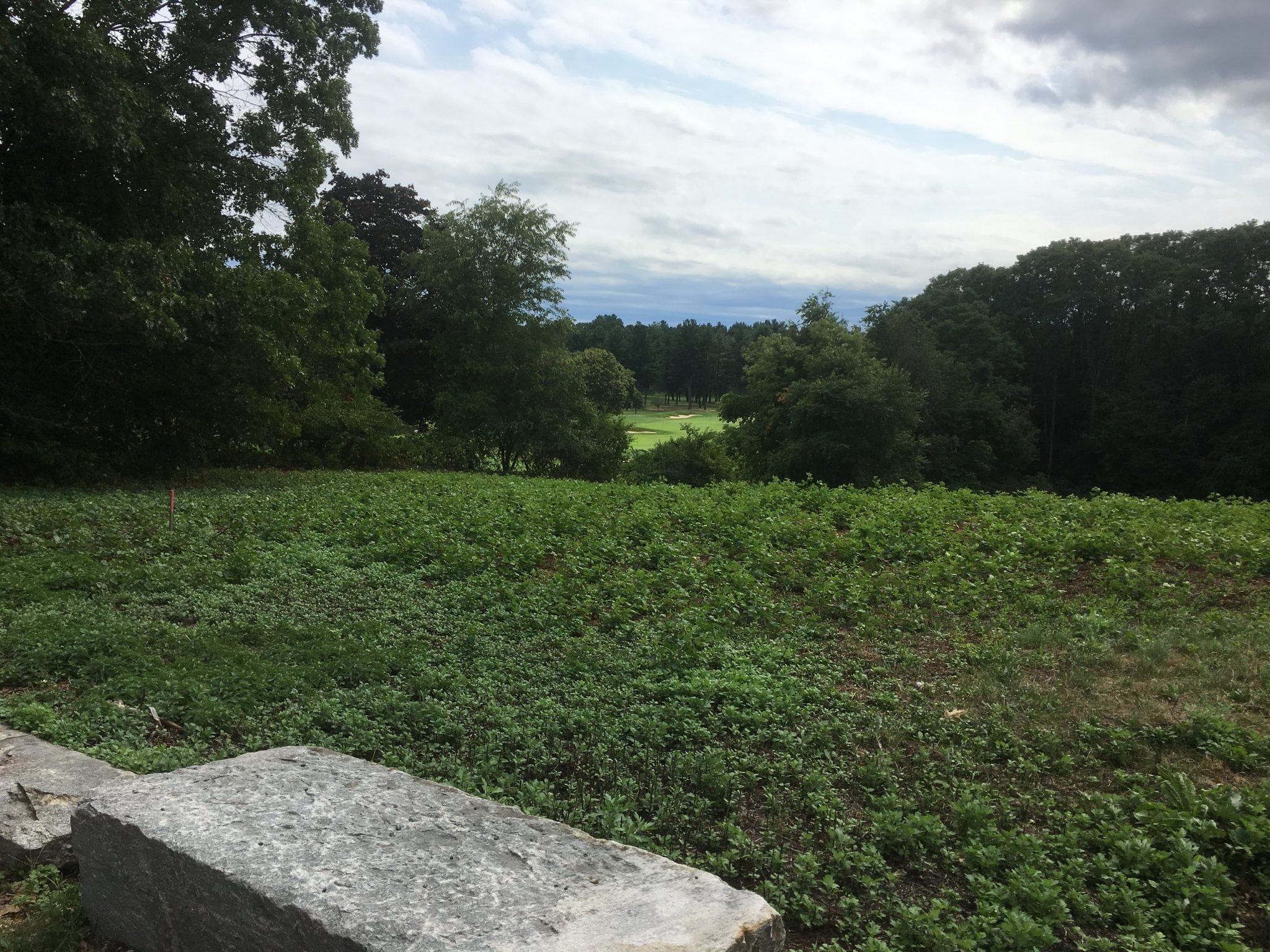 Wellesley Trails Committee Guided Walk—Centennial Reservation