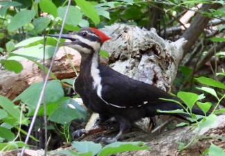 Guided Bird Walk
