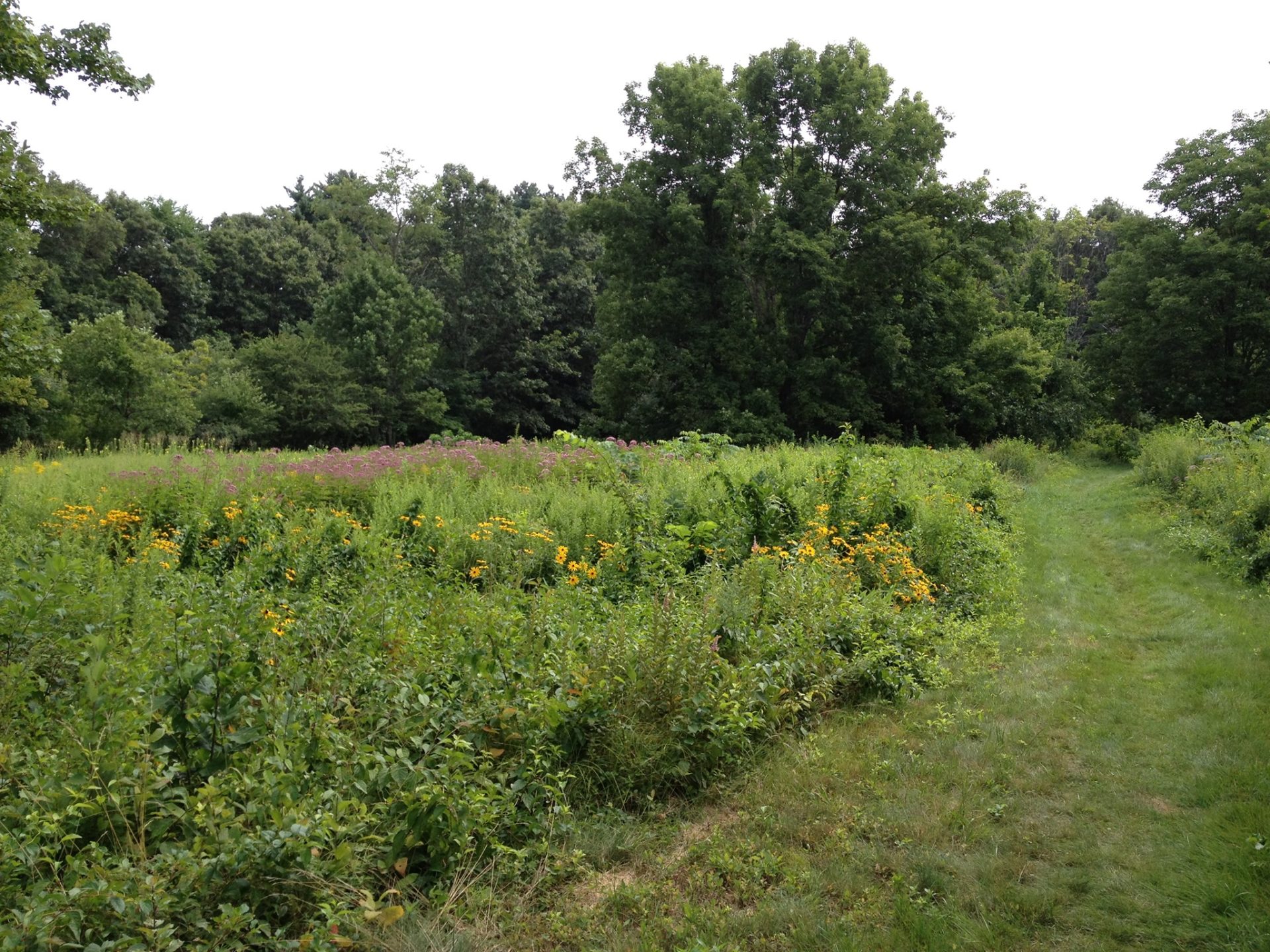 Beebe Meadow Cleanup