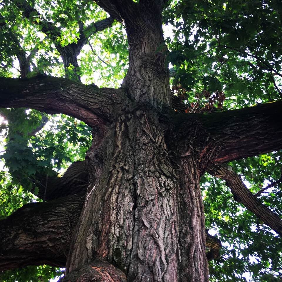 Wellesley Conservation Land Trust's Spring Lecture—"The Role of Forests in Decarbonization"