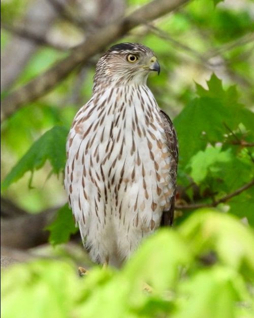 Bird Walk